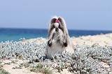 SHIH TZU 030